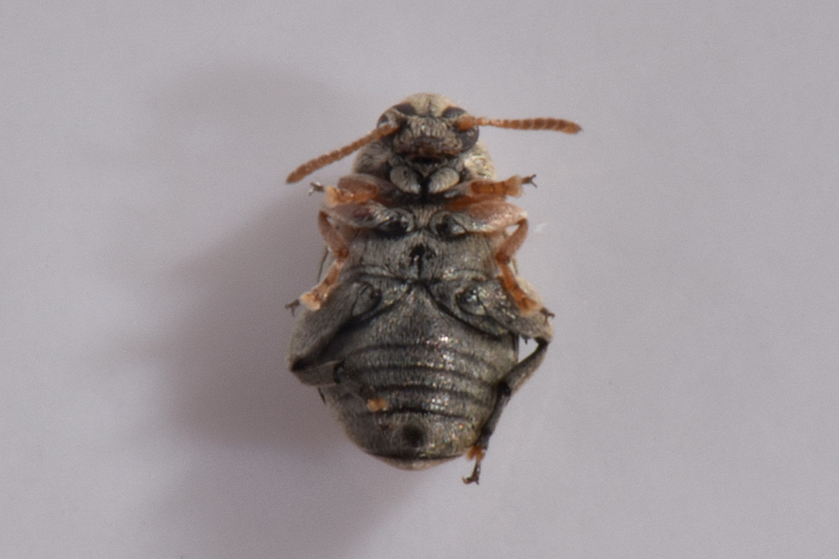 Chrysomelidae Bruchinae da id.:  Bruchidius cfr. terrenus